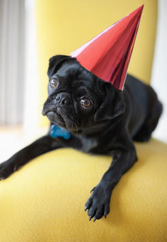 Dog wearing party hat on chair