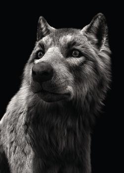 Wolf portrait from the series \
