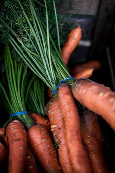 Carrots at farmers market on New York\'s Union Square