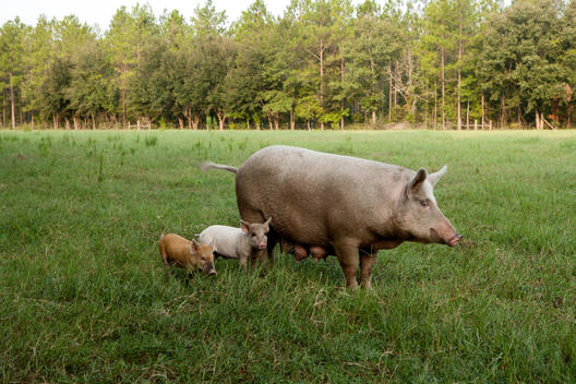 Mother pig and piglets on grass-fed farm