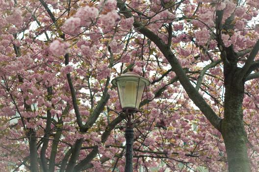 lantern with pink flowers