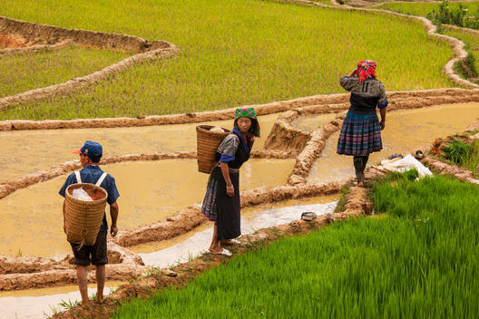 Women from an ethnic minority tribe work in the rice fields.
