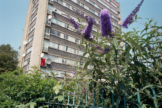 Purple Blooming Bush In Front Of Residential High-Rise Building With Red Towel An Satellite Dishes