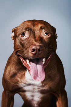 Portrait Of A Pitbull With Tongue Sticking Out