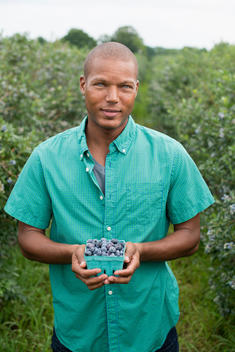 Organic fruit orchard. A man picking blueberries, Cyanococcus, fruit.