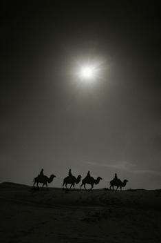 Camels on sand dunes.