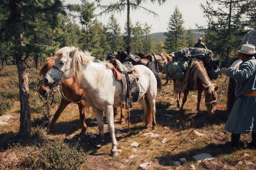 Horses reigned in alpine forest as Mongolian guides pack camp