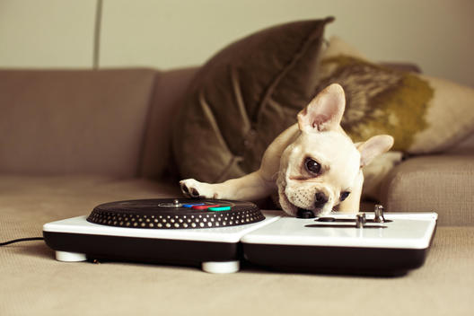 French bull dog on a record player playing music
