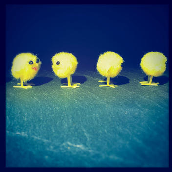 Chicks, Easter decoration, in a row, one is different, studio, concept direction