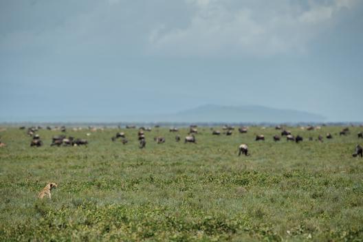 A cheetah surveys the vast Serengeti landscape filled with wildebeest for its impending meal.