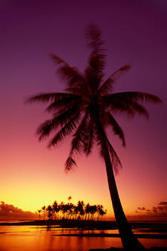 Palm tree at sunset, Bora Bora, Tahiti