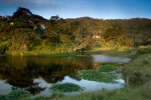 A country like scene with lillies on a duck pond, small home on a hill with trees at a lake by Bethells Beach, Auckland, New Zealand