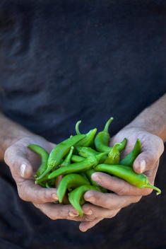 Farmers Hands and Peppers