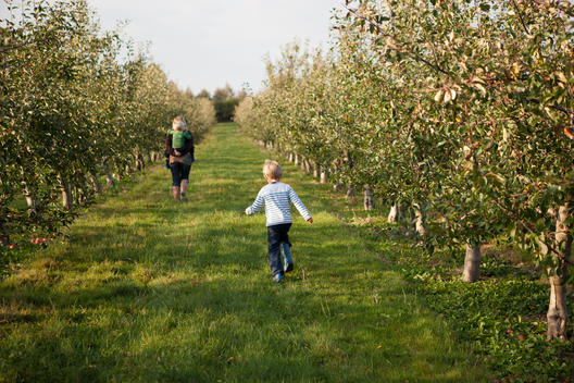 A young blonde boy wearing a white and blue striped top, blue trousers and blue wellington boots, runs through an avenue of cider apple trees in an orchard to catch up with his mother who is piggy-backing his brother in the distance, in late summer sun.