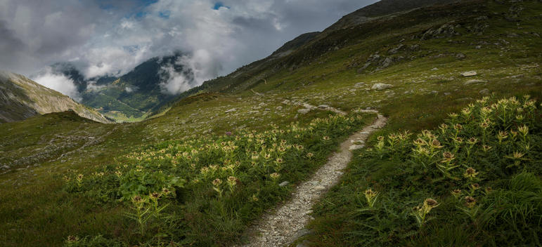 Mountain path, Mt. Blanc, Switzerland