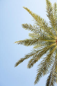 Date Palm Tree.