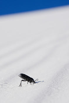 Insect in sand dunes in White Sands National Monument