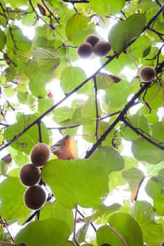 upward view of kiwi fruit on tree branches with leaves