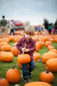 A picture of a little boy holding a small pumpkin at a pumpkin patch