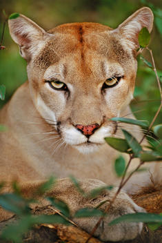 A Cougar, Puma concolor, head and shoulders. Belize.