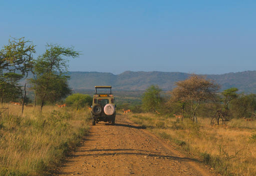 Gazelle Leap Past Truck On Safari