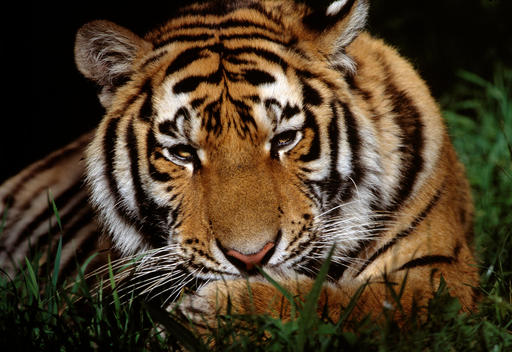 Bengal Tiger Licking Its Paw