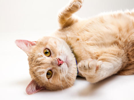 Orange Tabby Cat with orange eyes, laying on back.