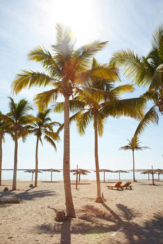 beach palm trees sea tables sand
