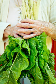 old woman\'s hands holding fresh greens