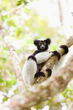 An Indri, one of the largest species of lemur, in Andasibe-Mantadia National Park, Madagascar