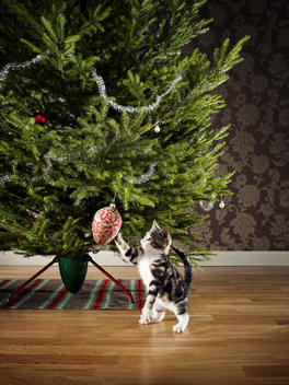 Cat playing with Christmas tree decoration.