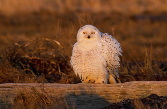 Snowy owl, George C. Reifel Bird Sanctuary, British Columbia, Canada
