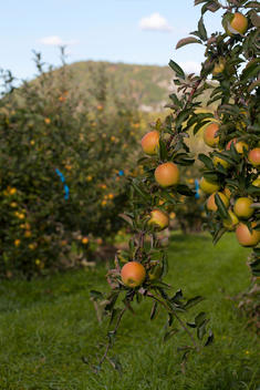 heirloom apple trees at orchard