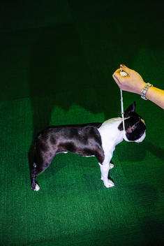 A Boston terrier poses during best of breed competition at the Westminster Kennel Club Dog Show.