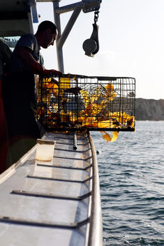 Lobster Fisherman Deploying Traps