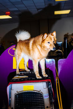 The best in breed Finnish spitz stands atop his crate waiting to compete for best in group at Madison Square Garden at the Westminster Kennel Club Dog Show.