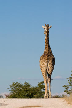 Africa, Namibia, Etosha National Park, Masai giraffe (Giraffa camelopardalis tippelskirchi) takes a walk, rear view