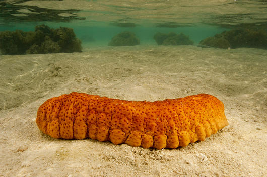 A Sea cucumber, Stichopus variegatus, on the seabed at Great Barrier Reef, Australia