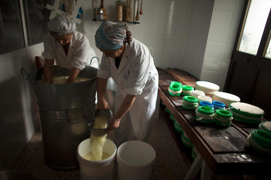 Women working making Pecorino cheese in Quesos Oliva artisanal cheese making workshop in Villaluenga del Rosario, Sierra de Grazalema Natural Park, Cadiz province, Andalusia, Spain