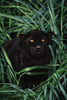 Black jaguar, Panthera onca, Brazil