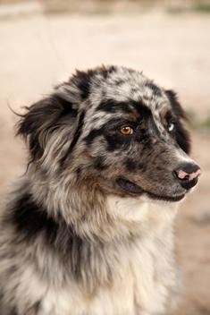 Dog Portrait, Australian Sheppard