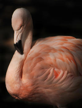 A portrait of a flamingo against black showing most of the body including neck, face, bill and beak. Warm color tones.