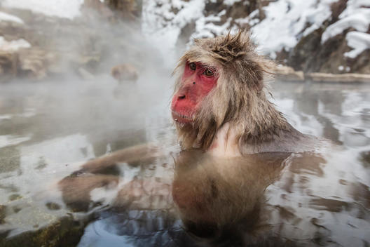 Snow monkey bathing in hot spring