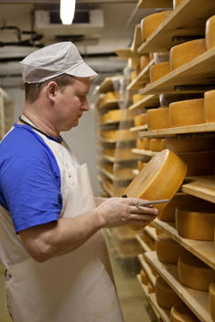 Cheese Maker Inspecting Cheese