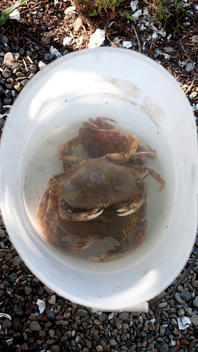 Bucket Of Crabs In Water