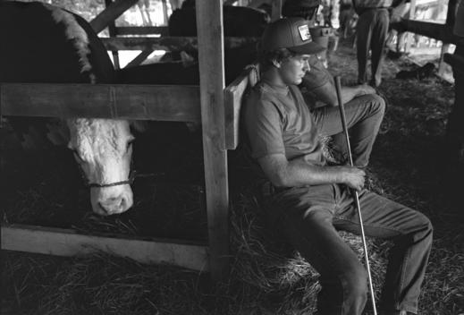 Farm worker sitting next to penned cow, holding golf club, Martha\'s Vineyard