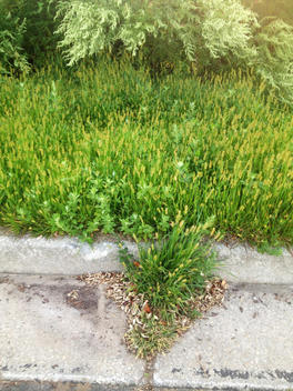 Weeds growing out of the curb