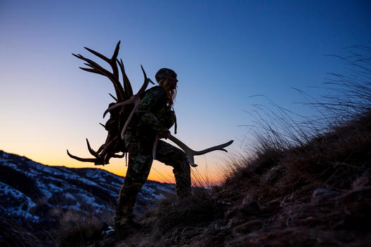Silhouette of female antler shed hunter hiking up a ridgeline with a pack and hands full of elk antlers
