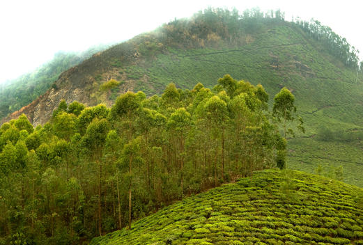 Tea estate in Munnar