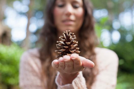 Shallow focus of woman holding pine cone on hand